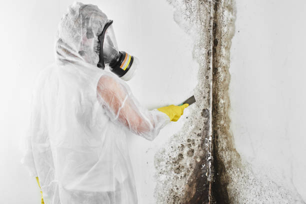 Best Emergency Mold Removal  in Mountainside, NJ