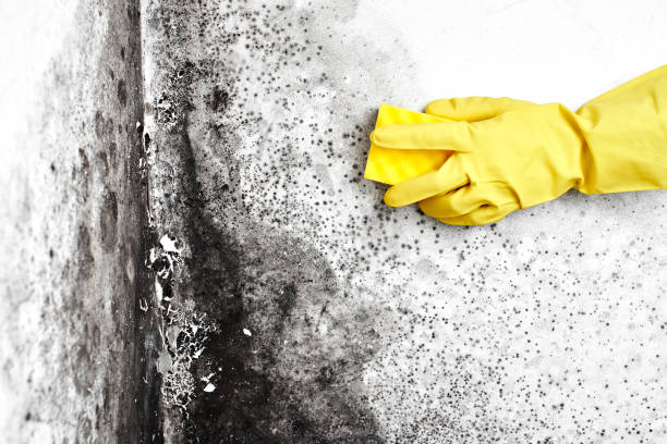 Best Certified Mold Removal  in Mountainside, NJ