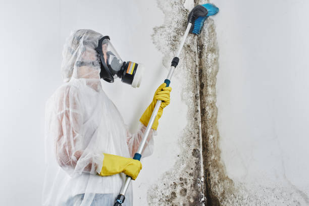 Certified Mold Removal in Mountainside, NJ