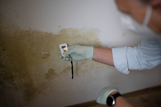 Home Mold Removal in Mountainside, NJ