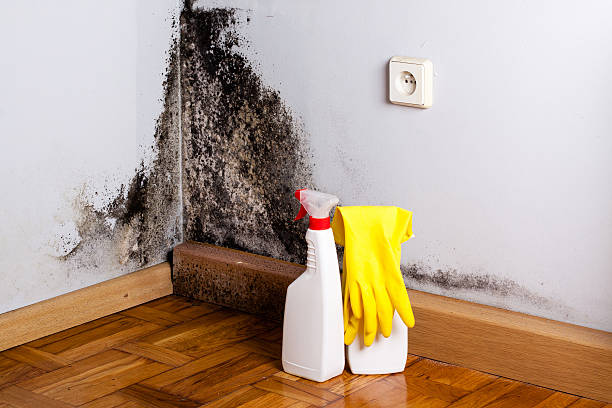 Best Mold Removal and Inspection  in Mountainside, NJ