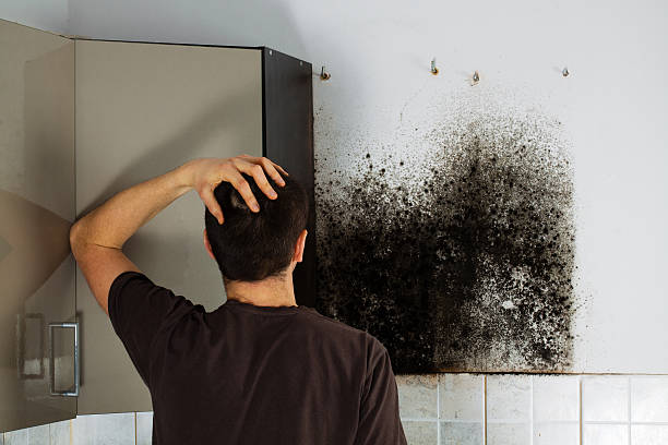 Best Attic Mold Removal  in Mountainside, NJ