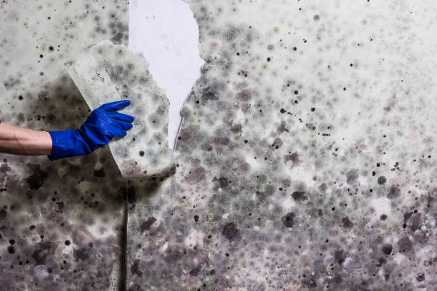 Best Mold Removal and Inspection  in Mountainside, NJ